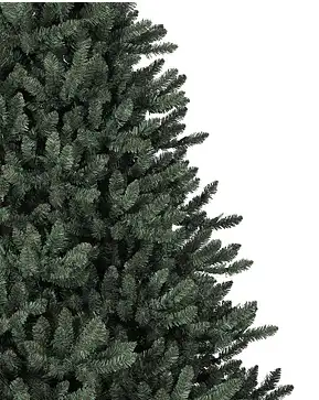 Classic Blue Spruce Classic Blue Spruce