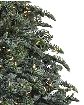 BH Noble Fir BH Noble Fir