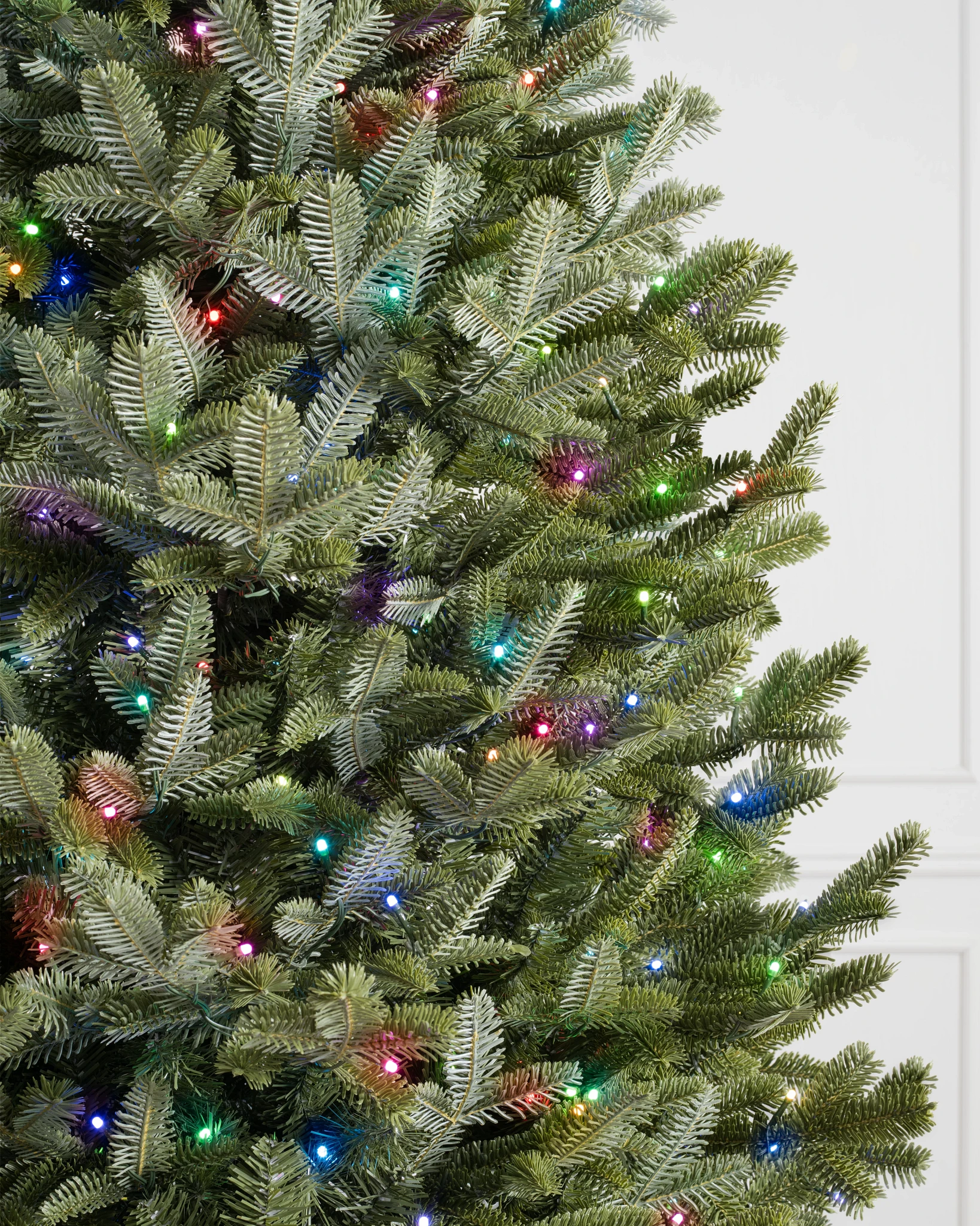BH Fraser Fir Narrow