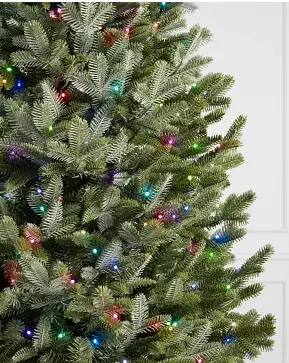 BH Fraser Fir Narrow BH Fraser Fir Narrow