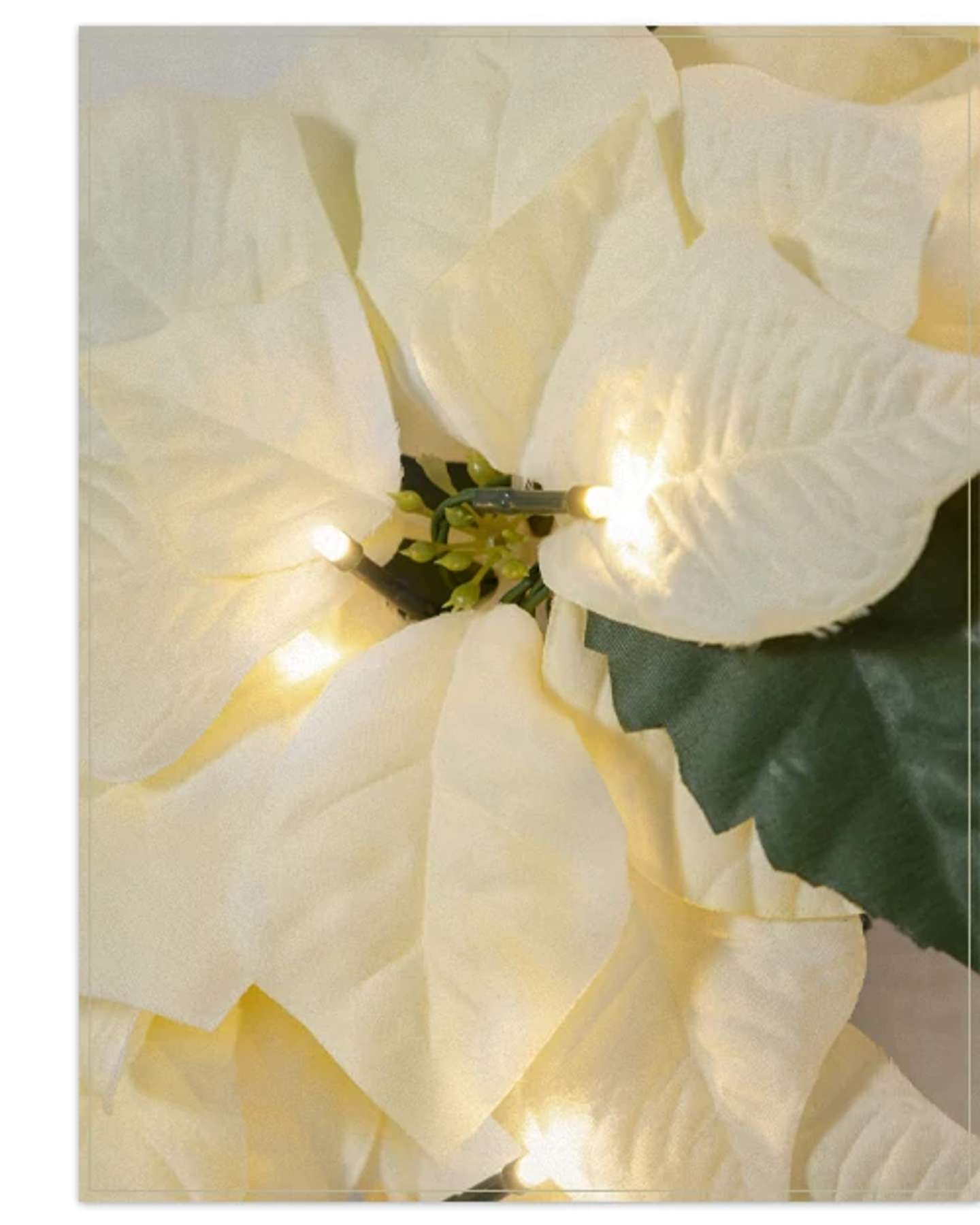 Balsam Hill Ivory Outdoor Lit Poinsettia Celebration Artificial Christmas Foliage Product Display