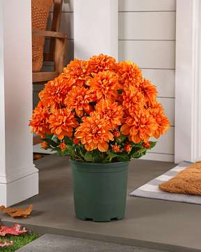 Outdoor Orange Vibrant Dahlias Pot Filler Outdoor Orange Vibrant Dahlias Pot Filler