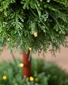 Outdoor Single Ball Cypress Topiary by Balsam Hill SSC