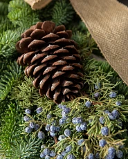 Pinecone and juniper berries on Christmas tree branches