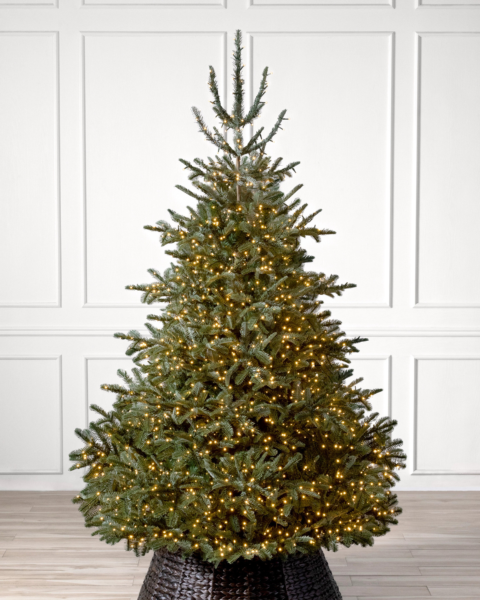 Sapin de Nordmann