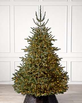 Sapin de Nordmann Sapin de Nordmann
