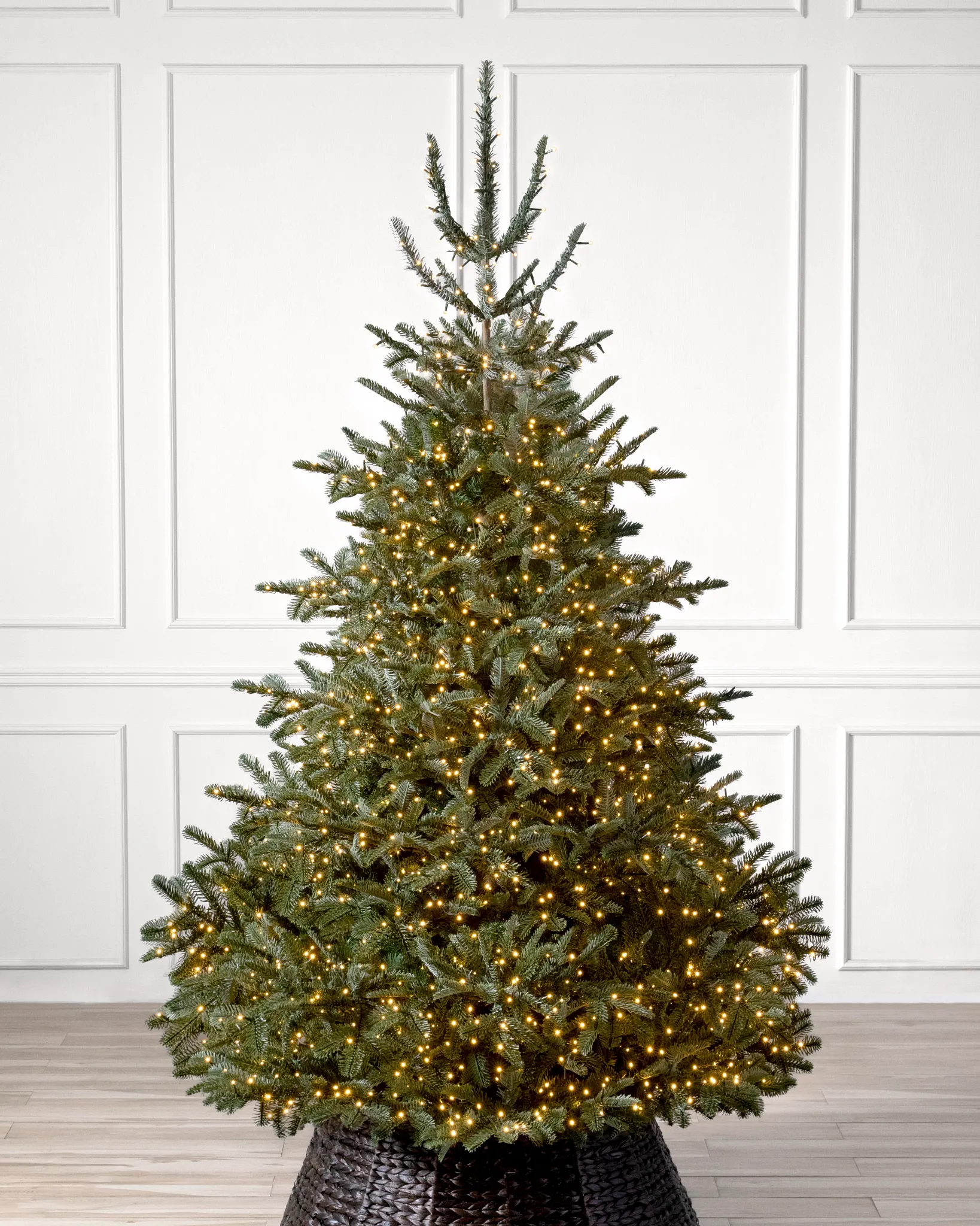 BH Nordmann Fir