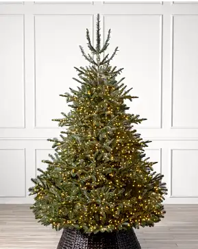 BH Nordmann Fir BH Nordmann Fir