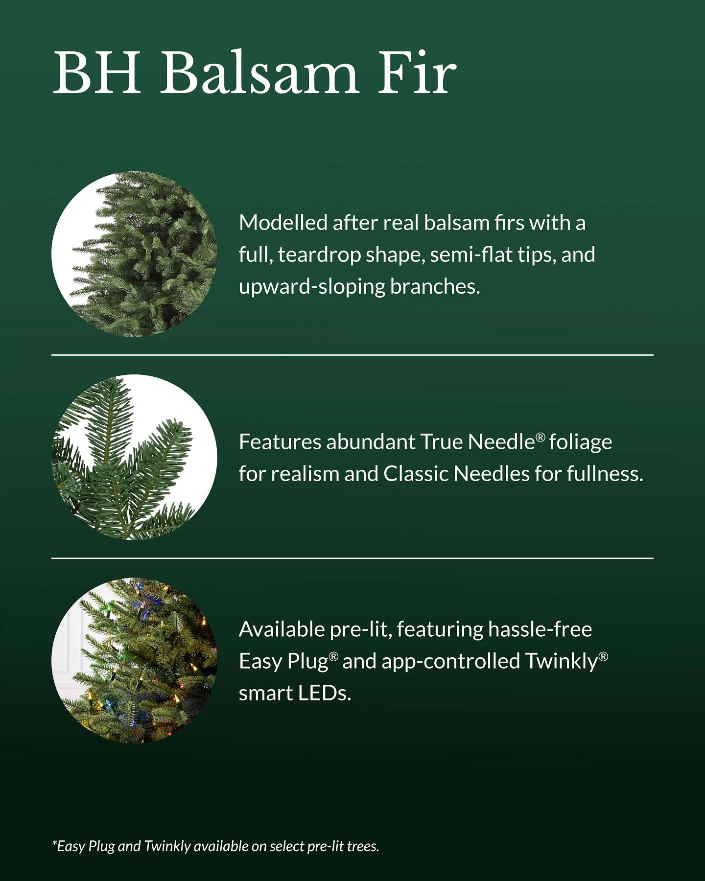 BH Balsam Fir