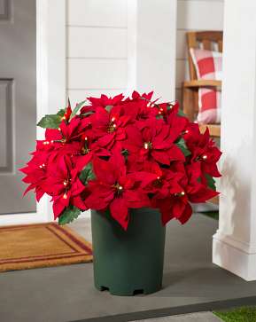 Outdoor Lit Red Poinsettia Celebration Pot Filler Outdoor Lit Red Poinsettia Celebration Pot Filler