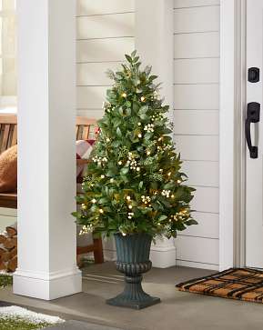 Outdoor White Berry Cypress Potted Tree Outdoor White Berry Cypress Potted Tree