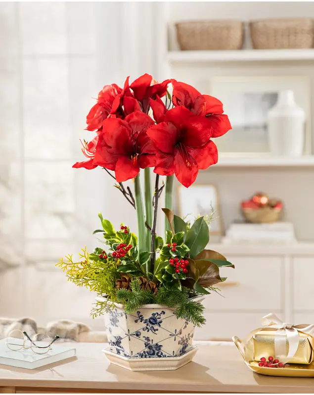 Ruby Sensation Amaryllis Flower Arrangement by Balsam Hill