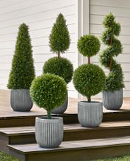 Assorted artificial cypress topiaries in gray pots