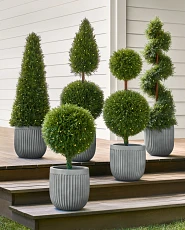 Pre-lit artificial cypress topiaries