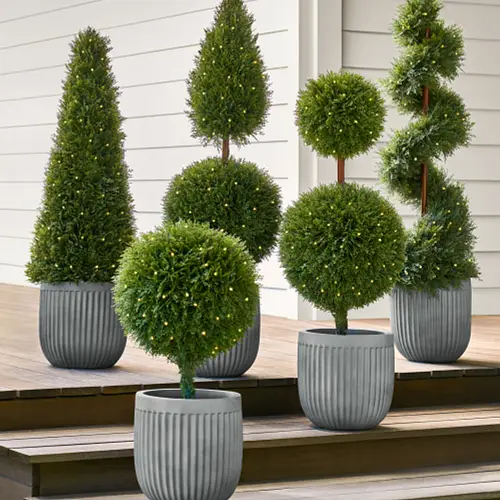 Topiaries & Potted Foliage