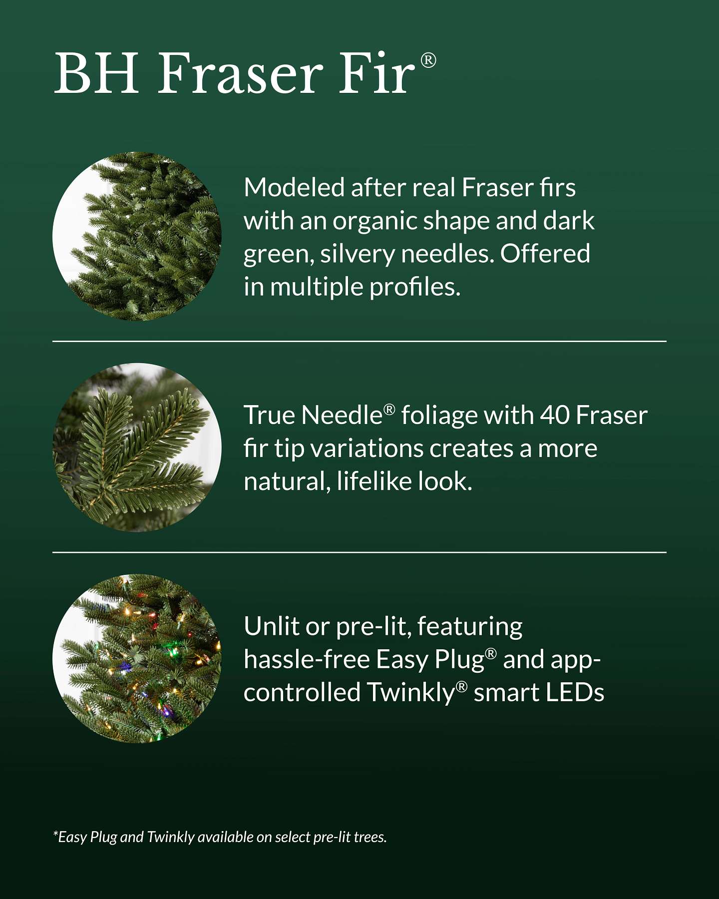 BH Fraser Fir