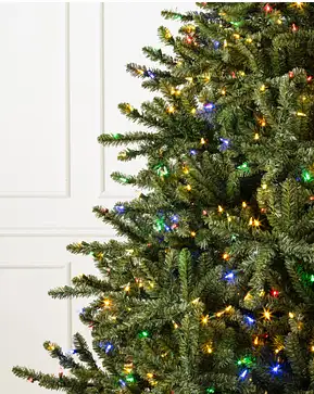 Classic Blue Spruce Classic Blue Spruce