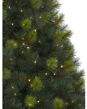 Scotch Pine Scotch Pine