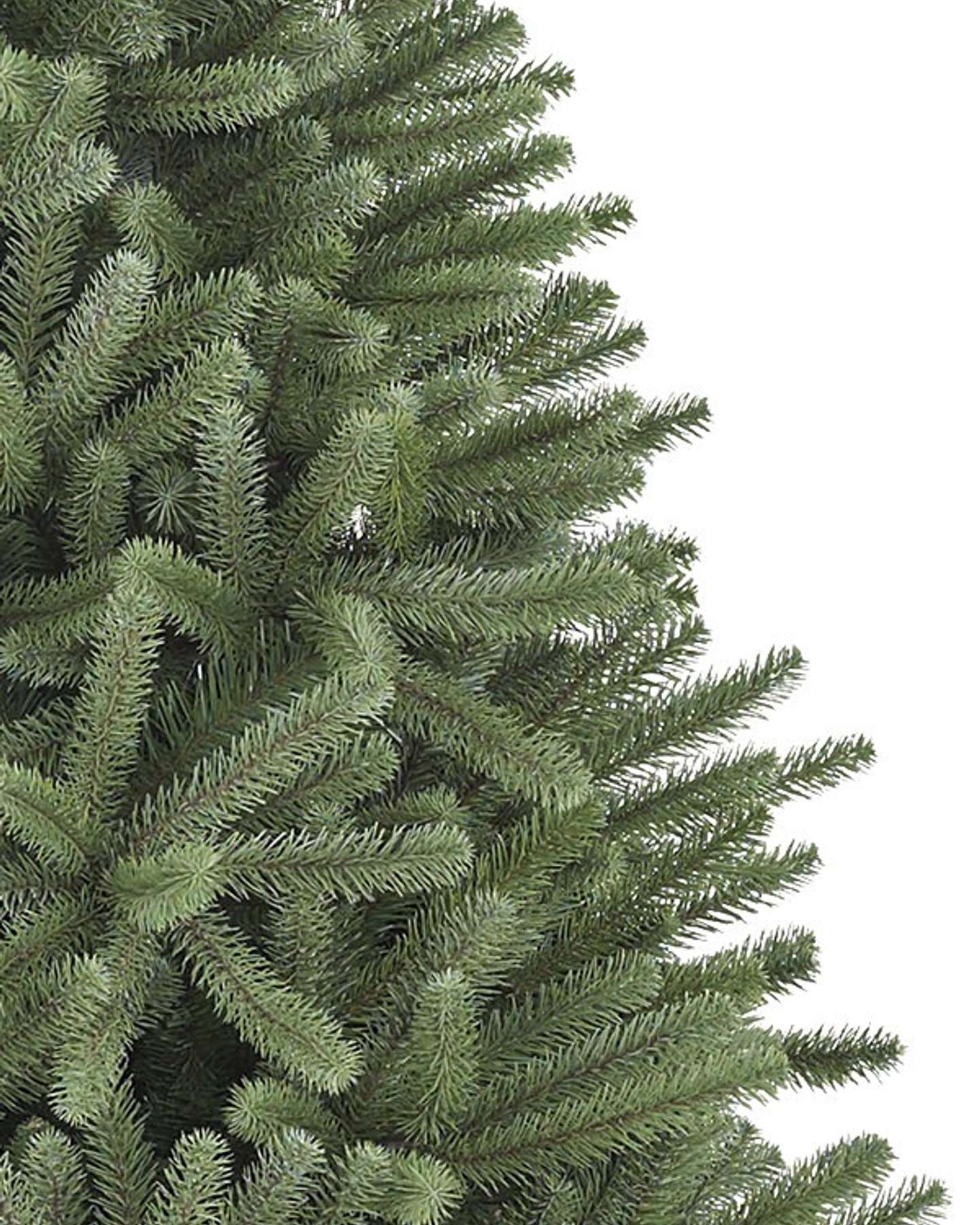 Royal Blue Spruce by Balsam Hill Unlit