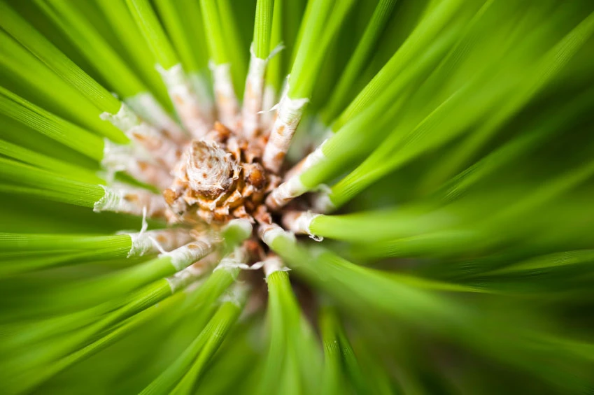 Close up image of a pine tree branch