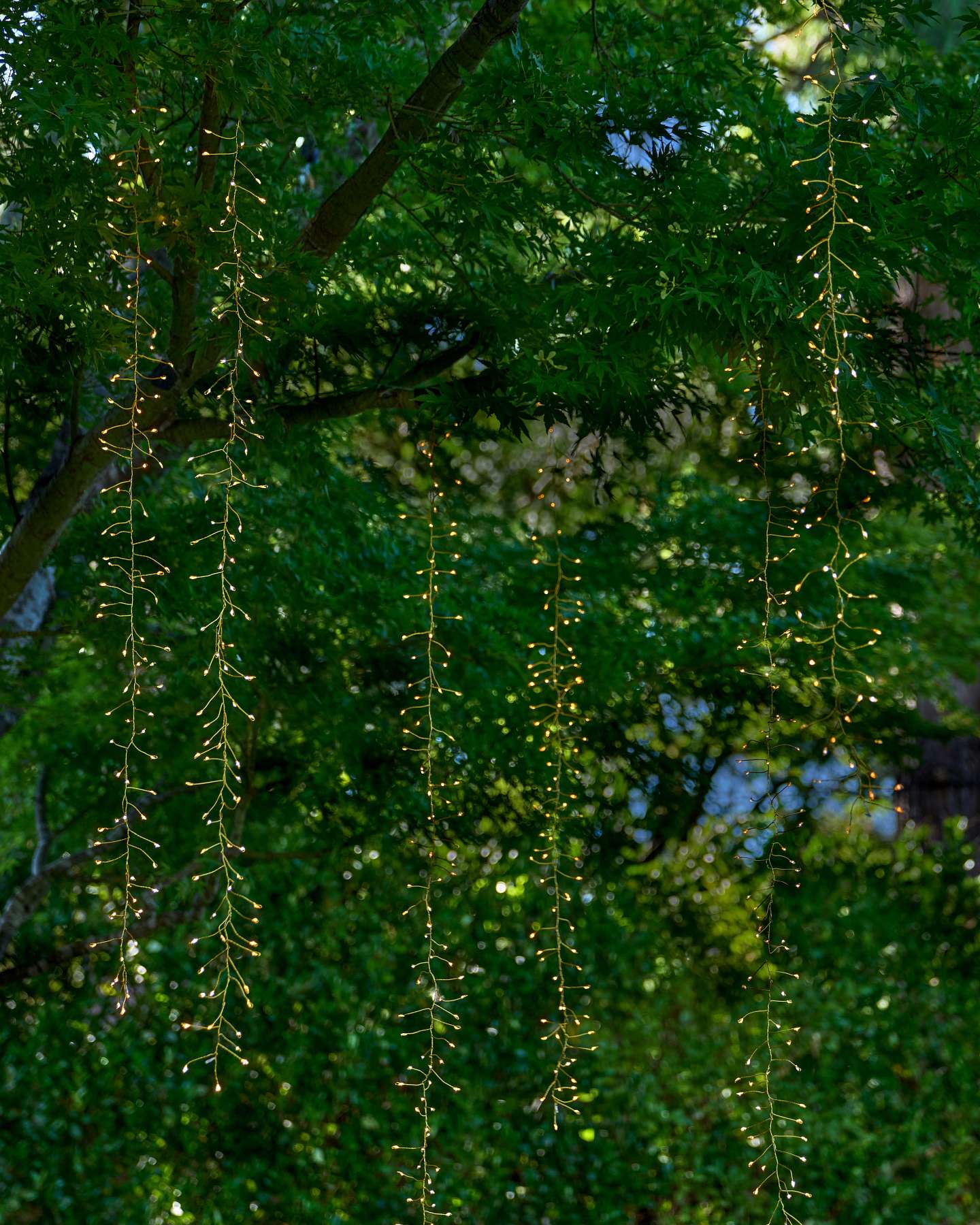 8' Warm White Fairy Light Tree Cascade Light String with Gold Cord