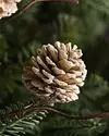 Winter Pinecone Picks, Set of 12 by Balsam Hill Closeup 20