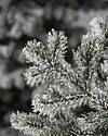 Frosted Yukon Spruce by Balsam Hill Detail