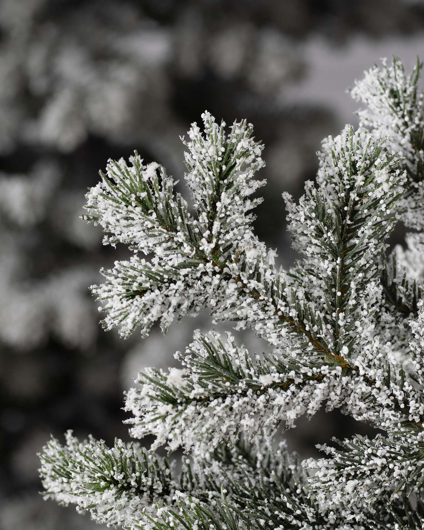Balsam Hill Frosted Yukon Spruce Artificial Christmas Tree Detail