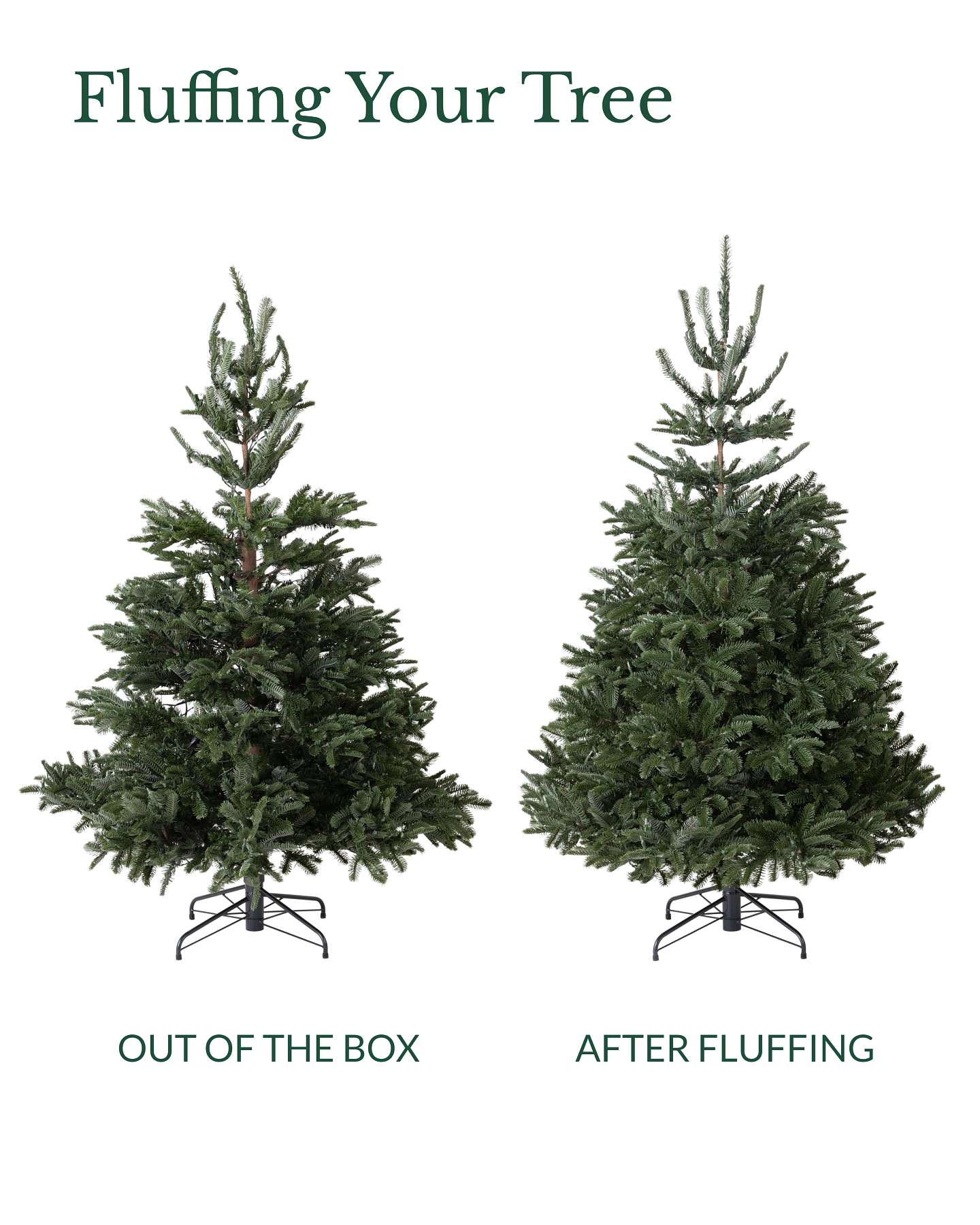 7' BH Nordmann Fir