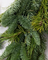 Assorted fresh Christmas tree branches