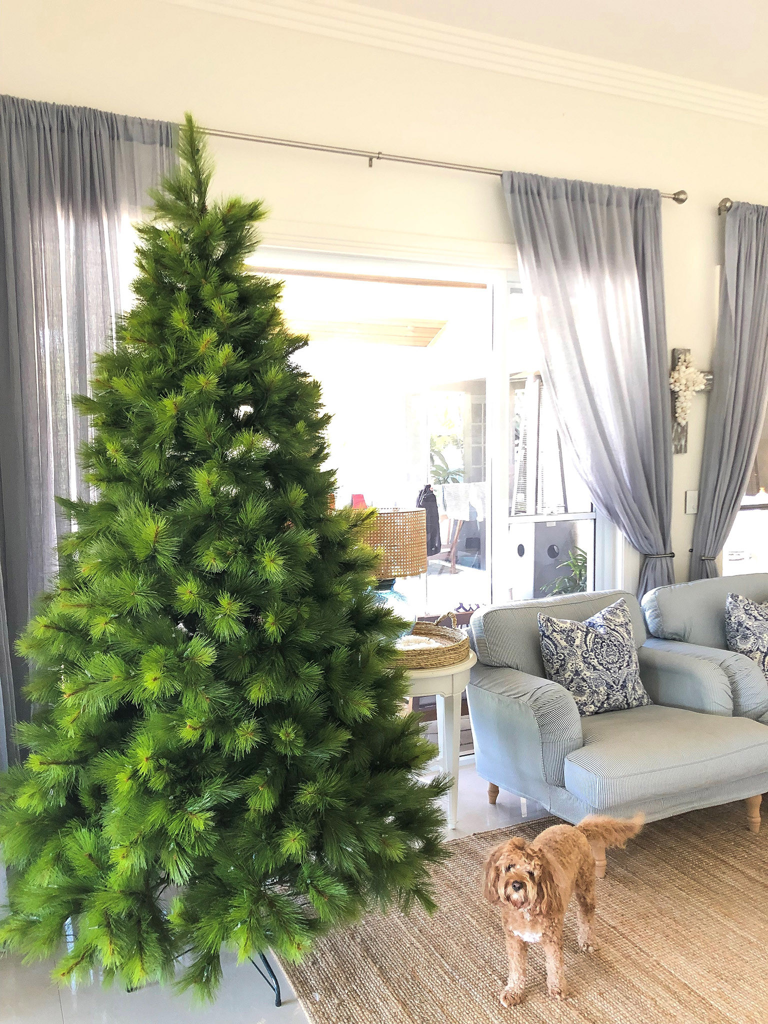 Monterey Pine Balsam Hill