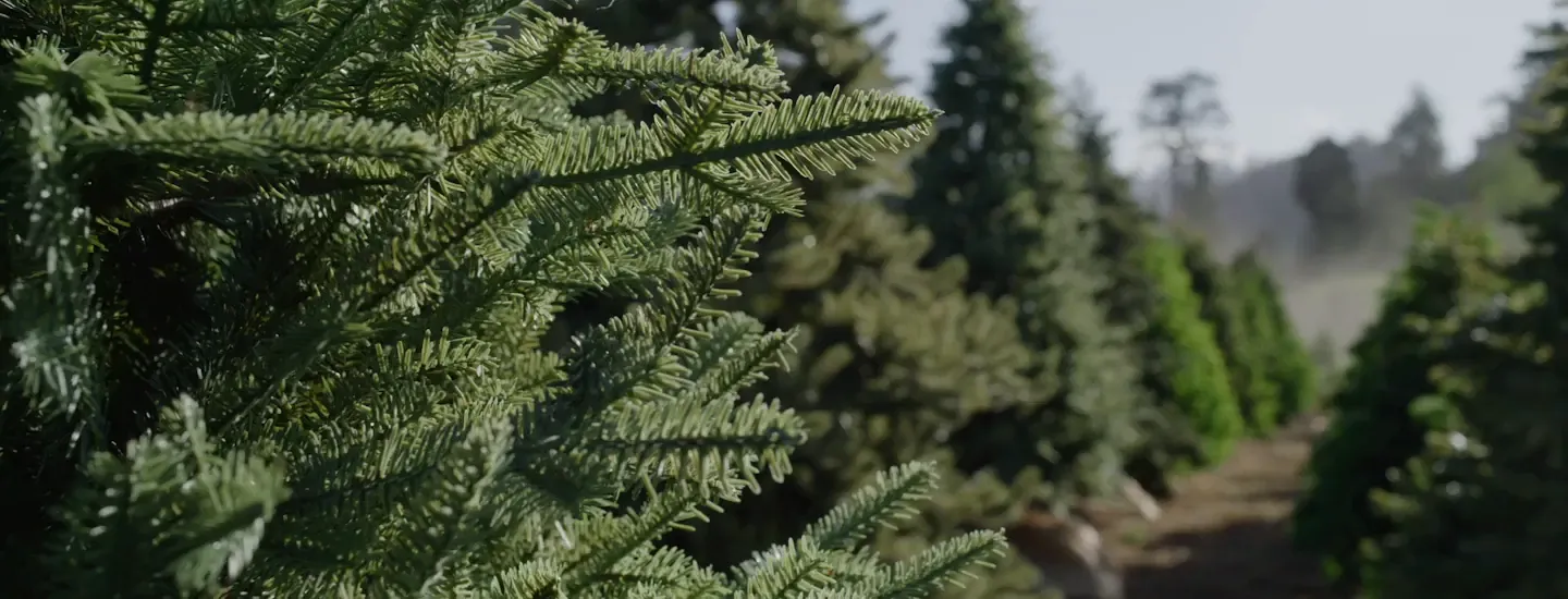 Why You’ll Love Our Trees