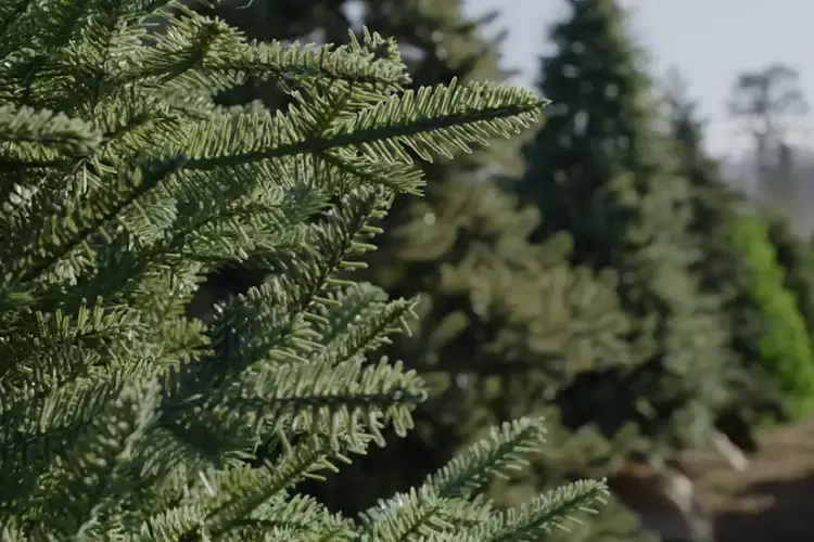 Why You’ll Love Our Trees