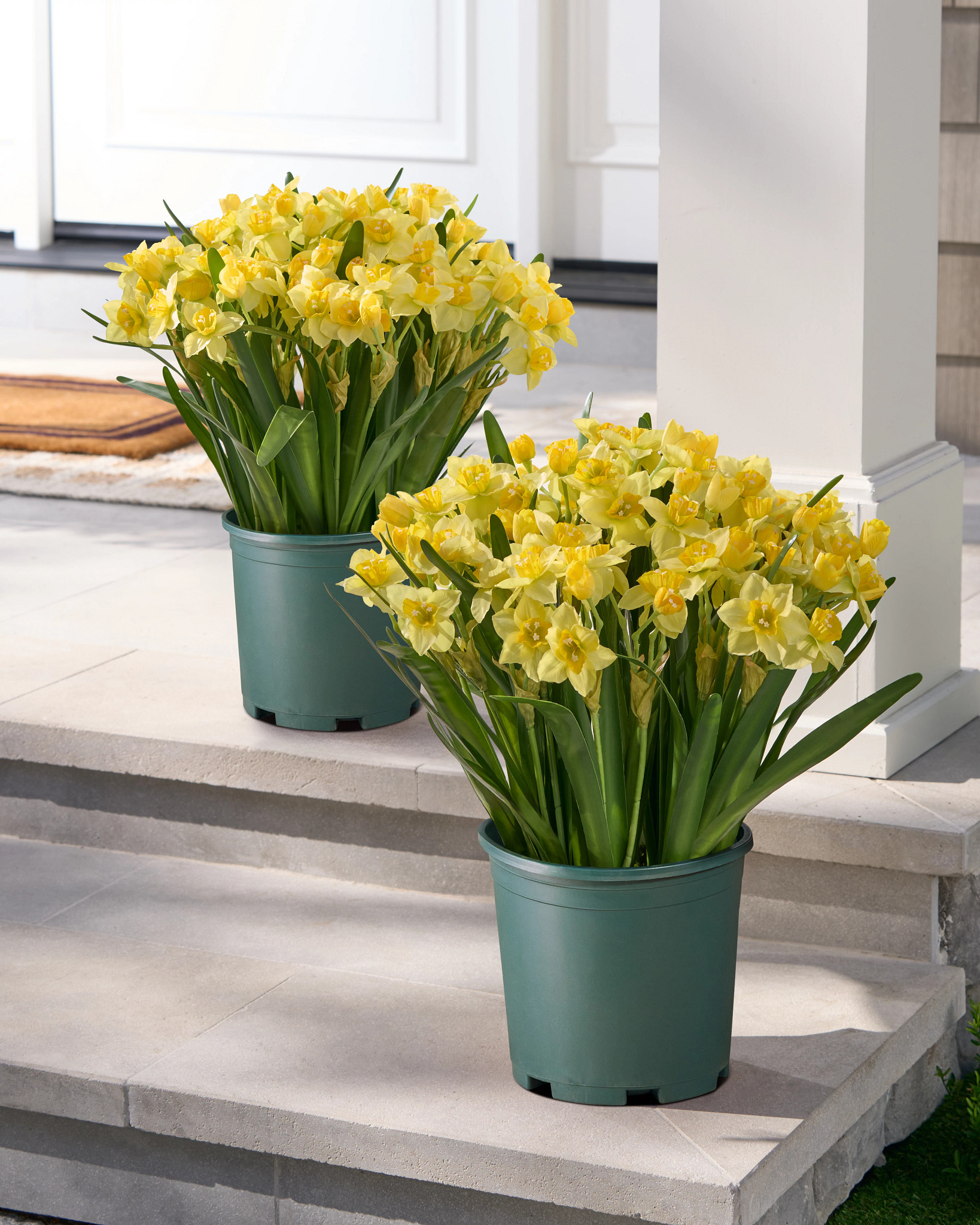 Golden Daffodil Pot Filler