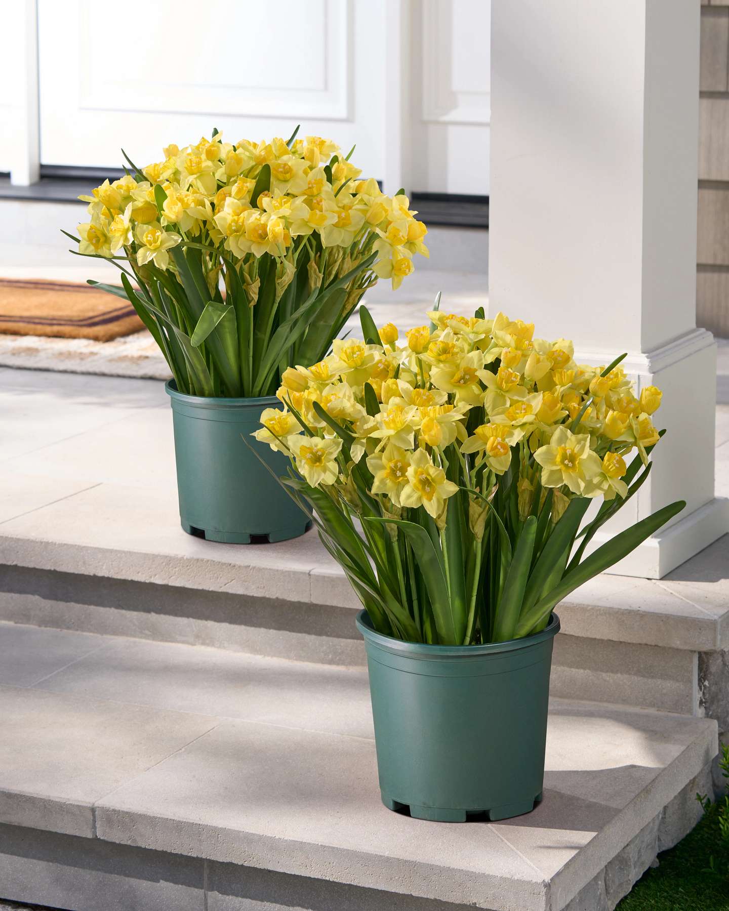 Golden Daffodil Foliage Pot Filler Set of 2 by Balsam Hill SSC 10
