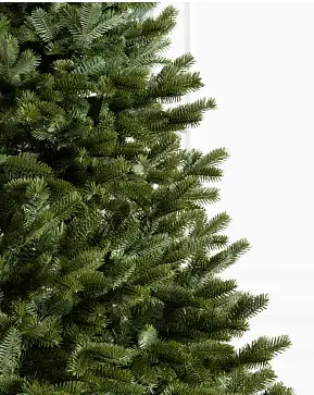 BH Fraser Fir BH Fraser Fir