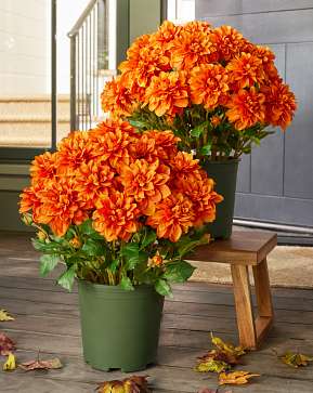 Outdoor Orange Vibrant Dahlias Pot Filler Outdoor Orange Vibrant Dahlias Pot Filler