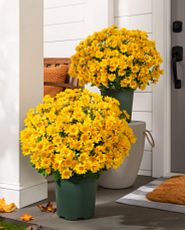 Artificial potted yellow mums displayed on the porch by the front door