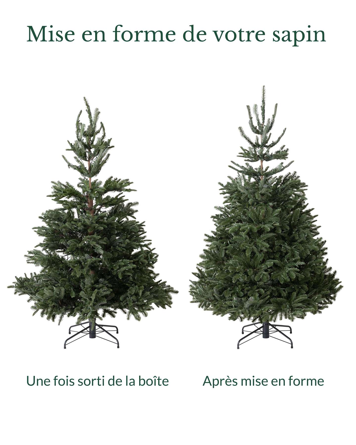Sapin de Nordmann