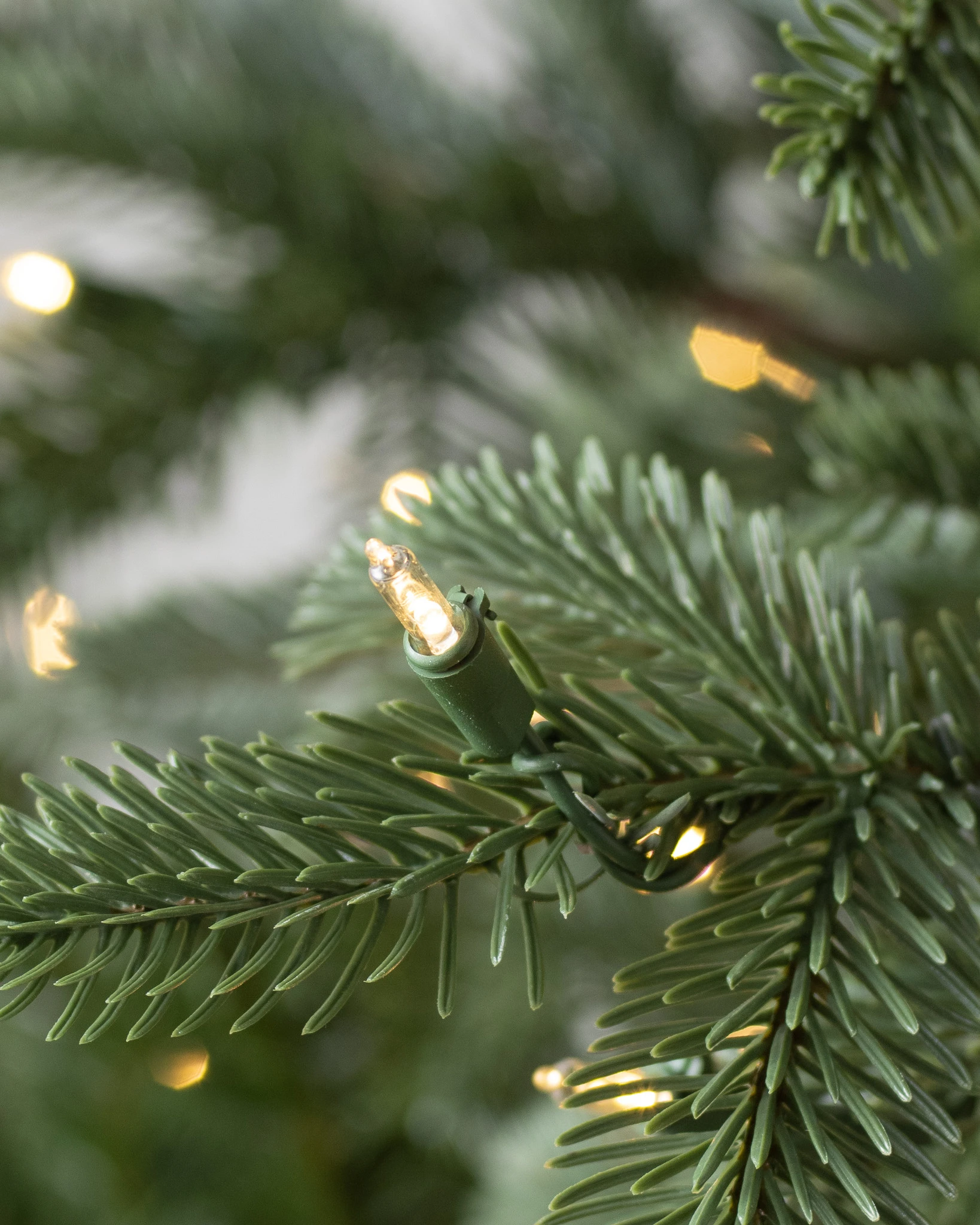 European Fir