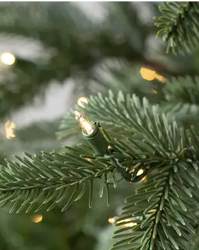 European Fir European Fir