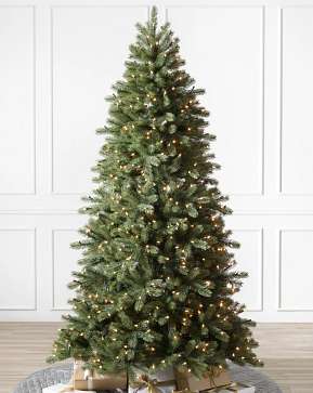Woodland Spruce Woodland Spruce