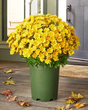 Outdoor Gold Sunset Mums Pot Filler Outdoor Gold Sunset Mums Pot Filler