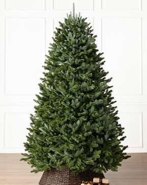 BH Fraser Fir BH Fraser Fir