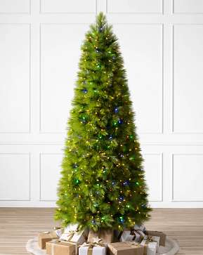 Monterey Pine Slim Monterey Pine Slim