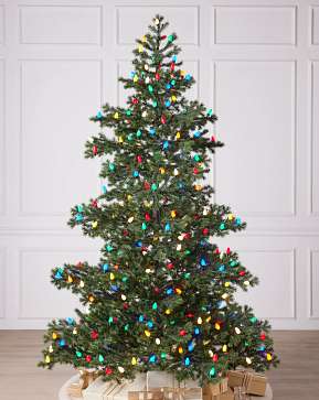 Yukon Spruce Yukon Spruce