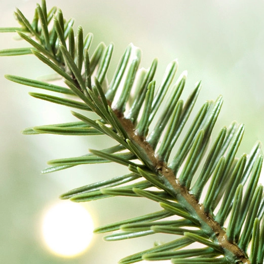 Fresh Evergreen Balsam Pine Pieces Sold Per Pound