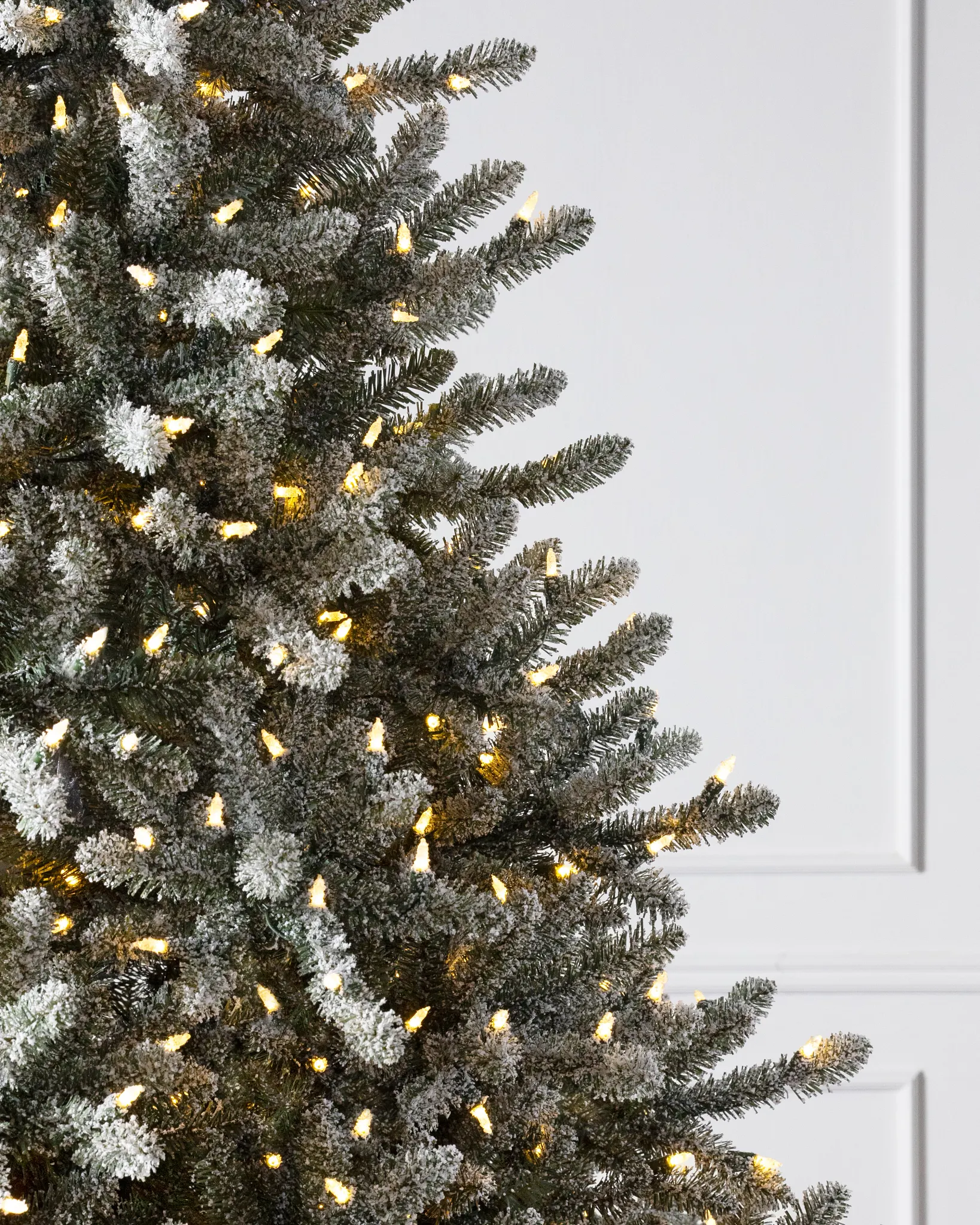 Frosted Classic Blue Spruce
