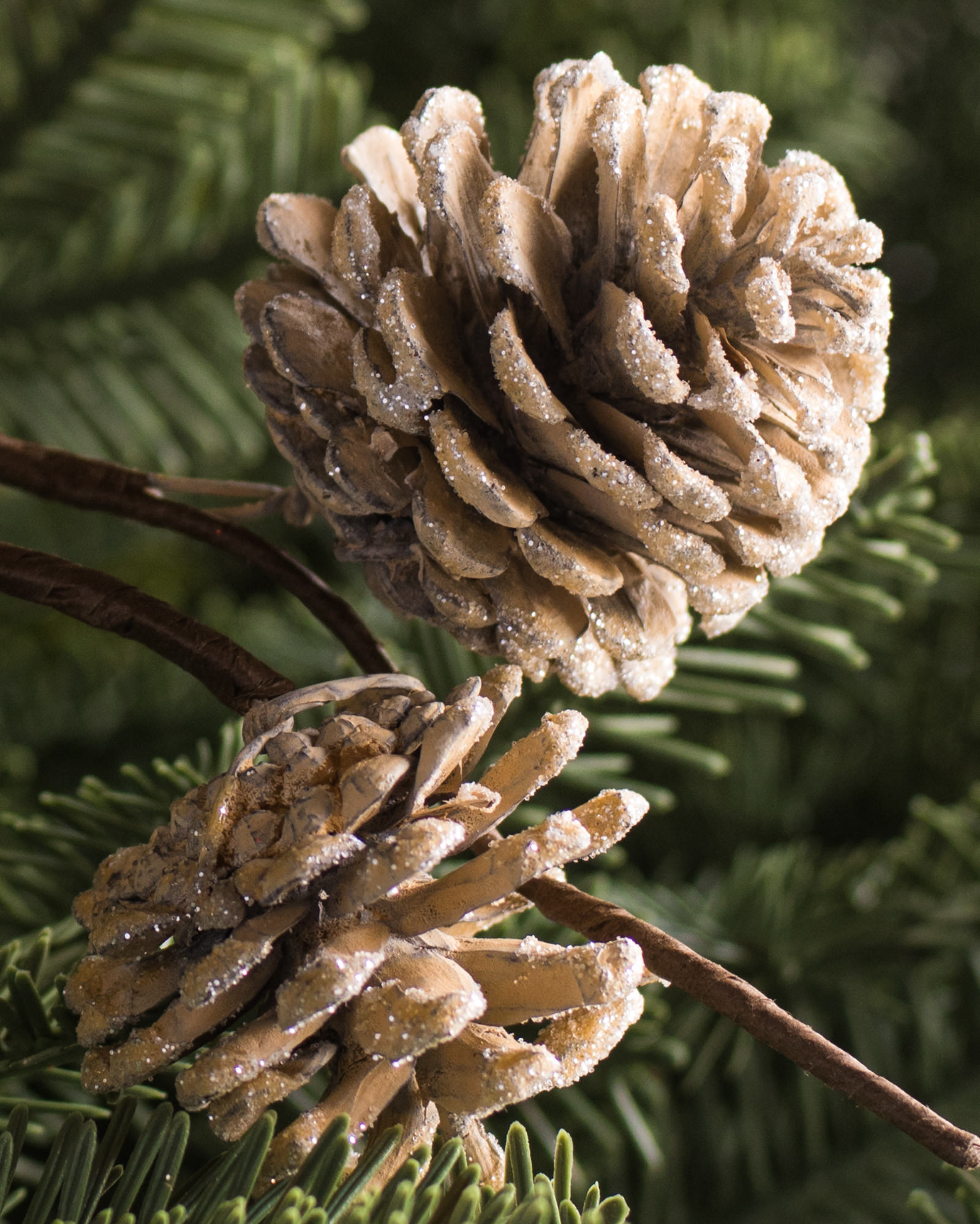 mixed pine  12 pine cone pick – Campbells2