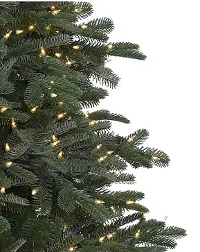 2020 Nordmann Fir 2020 Nordmann Fir